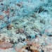 crocodilefish_abu_k_h_0029_egy0992.jpg